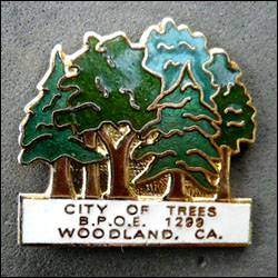 City of trees