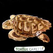 Jys tortue caretta