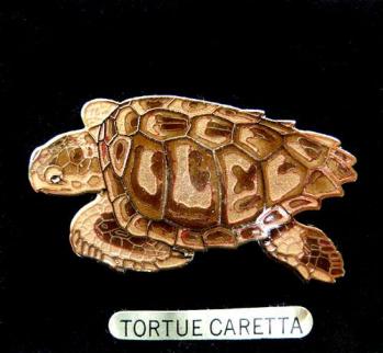 Jys tortue caretta