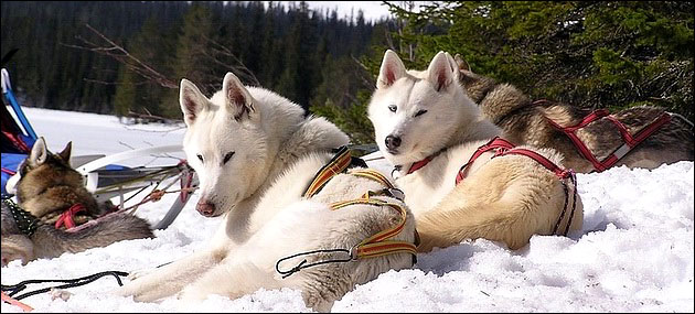 Siberian huskies