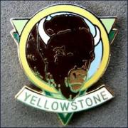 Yellowstone buffalo 251