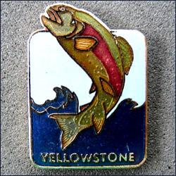 Yellowstone salmon 251