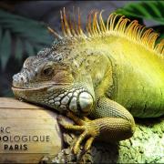 Zoo paris accueil